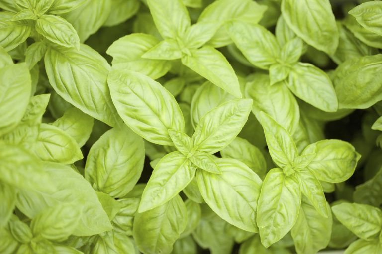 Come fare il pesto alla genovese in casa? 5 trucchi super!
